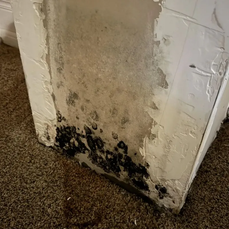Professional Mold Removal in Curry County, NM